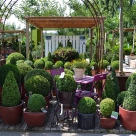 Plantes