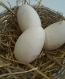 HUEVOS DE OCA